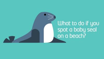 How to help a baby seal