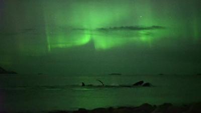 whales under the northern lights