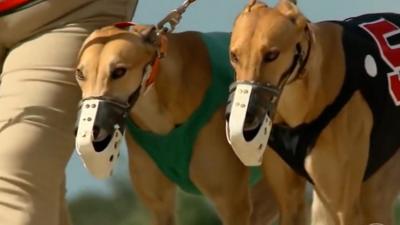 Florida has voted to ban greyhound racing and close 11 tracks