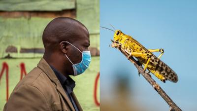 Man wearing a face mask and a locust