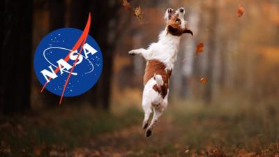 dog jumping nasa