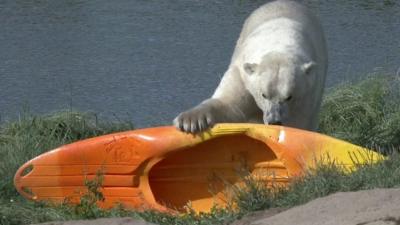 A polar bear