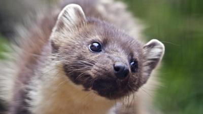 A pine marten