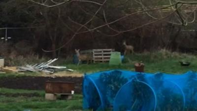 Deer allotments