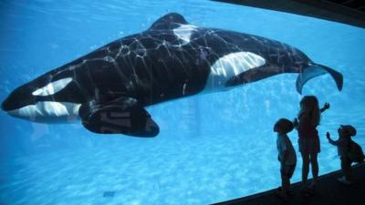 A killer whale at seaworld