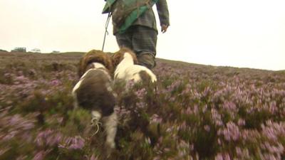 Grouse shoot