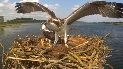 Rutland osprey chick preparing for first flight