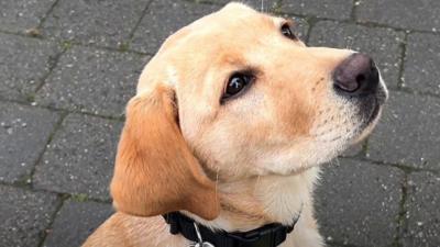 Behind the scenes of a guide dog school in Greater Manchester.