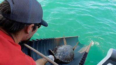 Thousands of "cold-stunned" turtles were rescued as temperatures dropped to record lows this month.