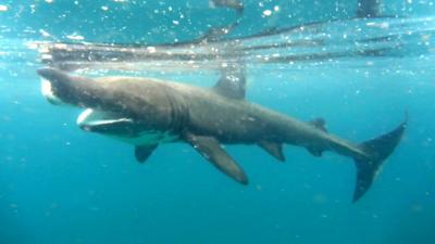 Basking shark