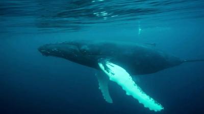 Humpback whale