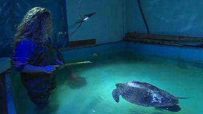 Menai the turtle in a therapy pool