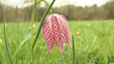 Snake's head fritillary