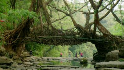 A bridge made from the roots of the India Rubber Tree (Ficus elastica)