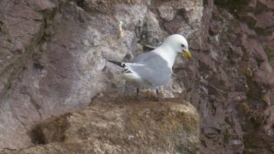 Kittiwake on St Kilda