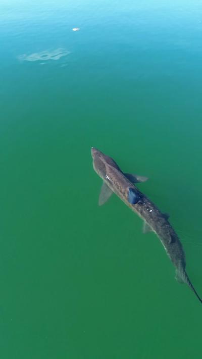 Shark in green and blue waters