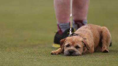 Cù Border Terrier