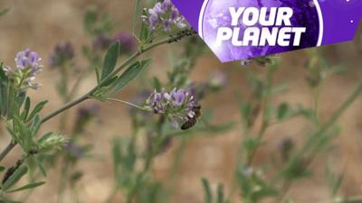 Flowers and bees