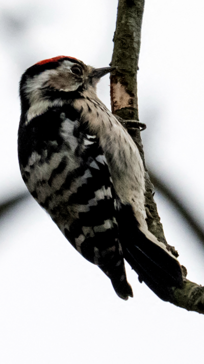 A black and white woodpecker.