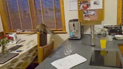 An otter, in a kitchen, poised to jump from a chair onto a counter