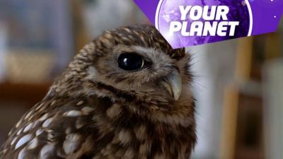 An owl and the your Planet logo