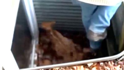 Baby deer in window well