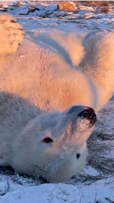 A polar bear lying upside down in the snow