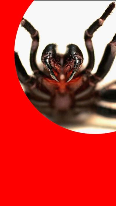 Funnel-web spider