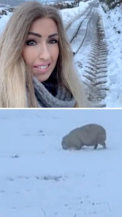 Split screen image showing woman in showy field and sheep in a field below