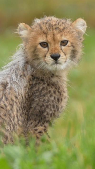 A cheetah cub looks at the camera.