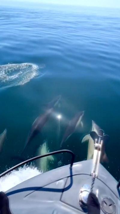 A boat in the sea with dolphins