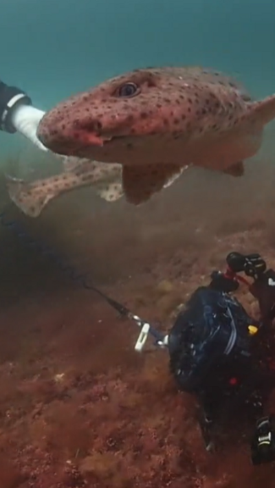 A picture of a shark swimming in  the water. It is swimming around the divers