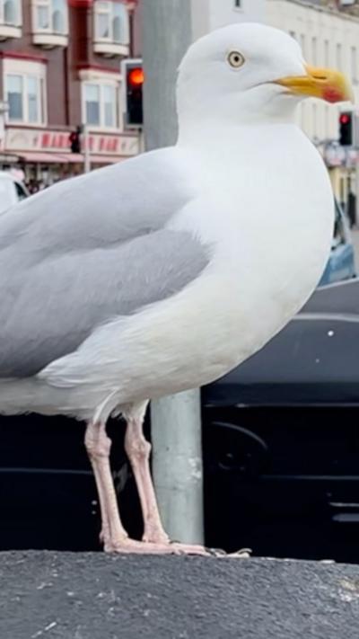 A gull