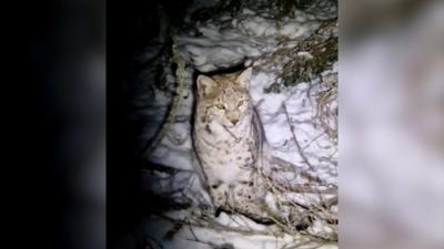 Phone footage of a lynx at night in a snowy forest.