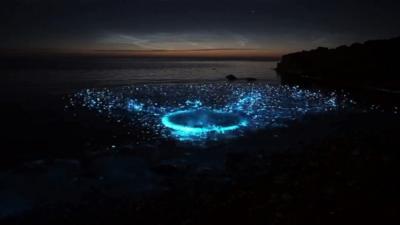 Plankton glowing bright blue in water