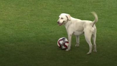 dog with football