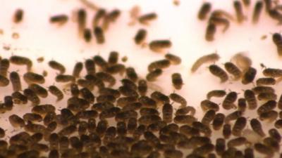 Freshly hatched mosquito eggs