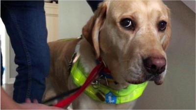 Guide dog Hudson