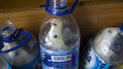 Indonesian yellow-crested cockatoos placed inside water bottles