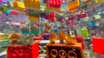 Lego with coral