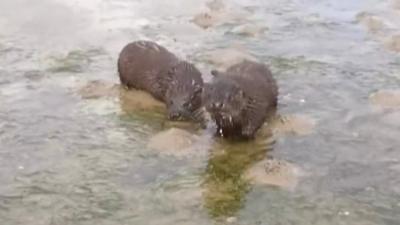 The otters were filmed on the shores of Strangford Lough