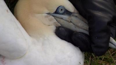 Seabird rescued from cliff top