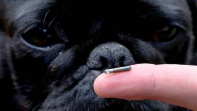 Dog with microchip