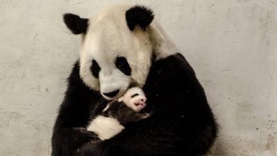 Panda cub born in China