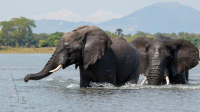 Two elephants in the water in Malawi