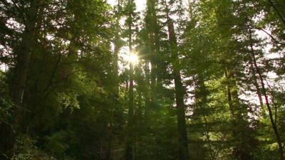 California’s Coast Redwood (Sequoia sempervirens) trees