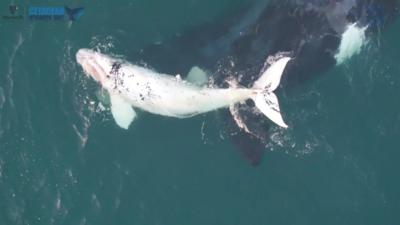 Southern Right Whale calf