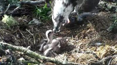 Osprey feeding her chicks