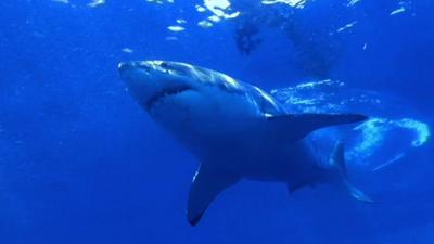 shark