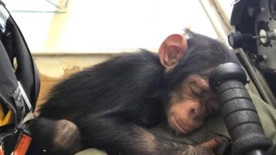 Baby chimp sleeping on plane